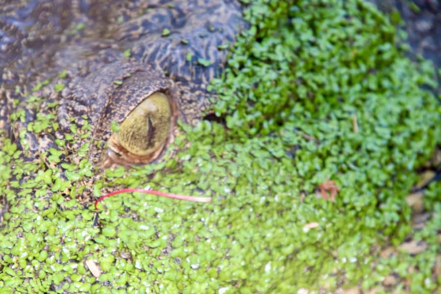 Broome: Malcolm Douglas Crocodile Park Tour with Transfers - The best parts and the limits