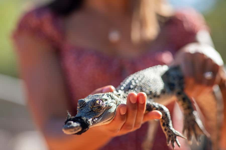 Broome: Matso's Brewery, Museum & Crocodile Park Combo Tour - Key points at a glance