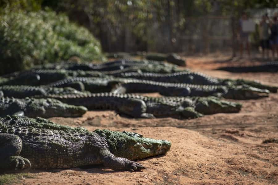 Broome: Matso's Brewery, Museum & Crocodile Park Combo Tour - Three sides of Broome in four hours