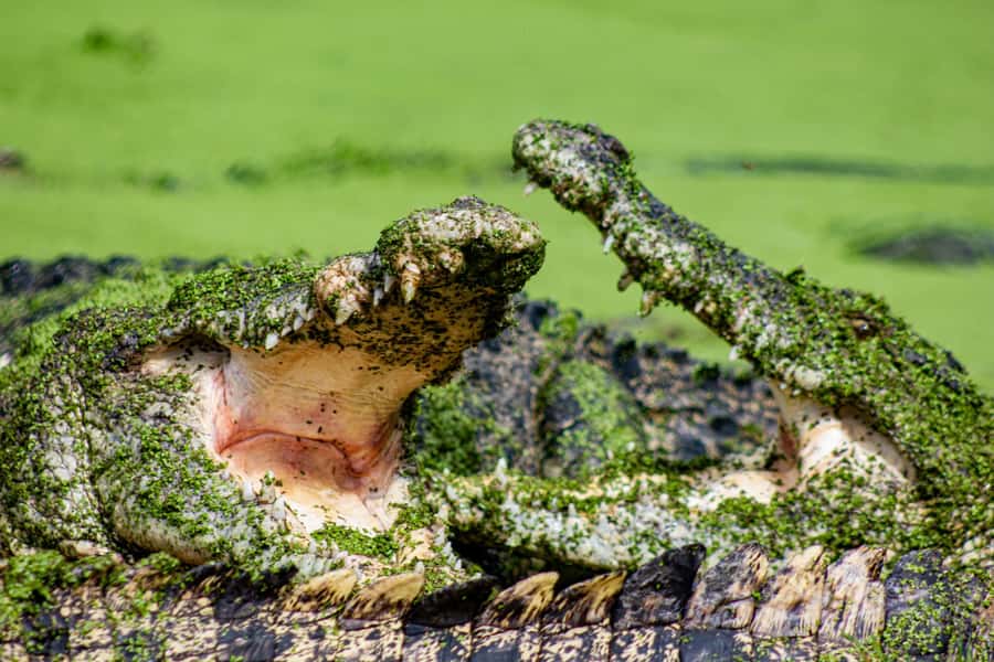 Broome: Matso's Brewery, Museum & Crocodile Park Combo Tour - Matso’s Brewery brings a short taste of Broome