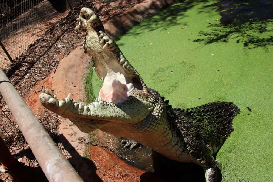 Broome: Matso's Brewery, Museum & Crocodile Park Combo Tour - Malcolm Douglas Crocodile Park delivers the big finish