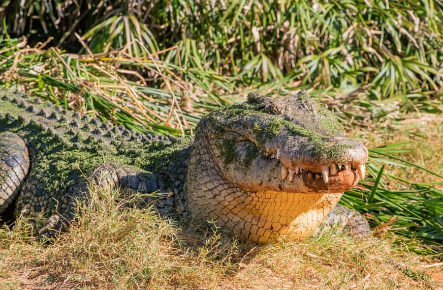 Broome: Matso's Brewery, Museum & Crocodile Park Combo Tour - Is $92 good value for Broome?