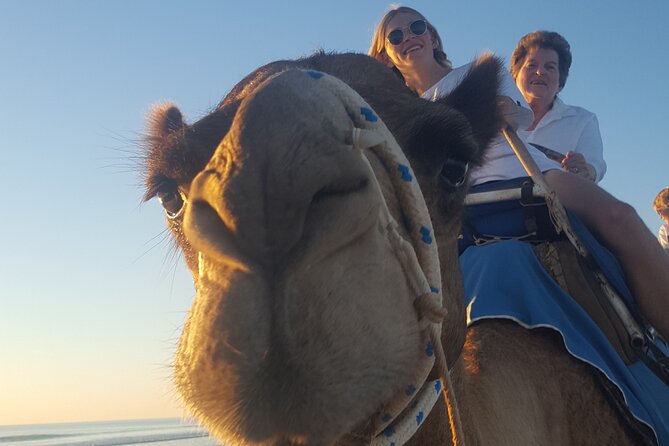 Broome Pre-sunset Camel Tour 30 minutes - A guided stroll, not a fast animal ride