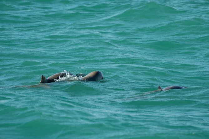 Broome's only Crabbing Adventure & Wildlife Cruise - Timing, comfort, and group size