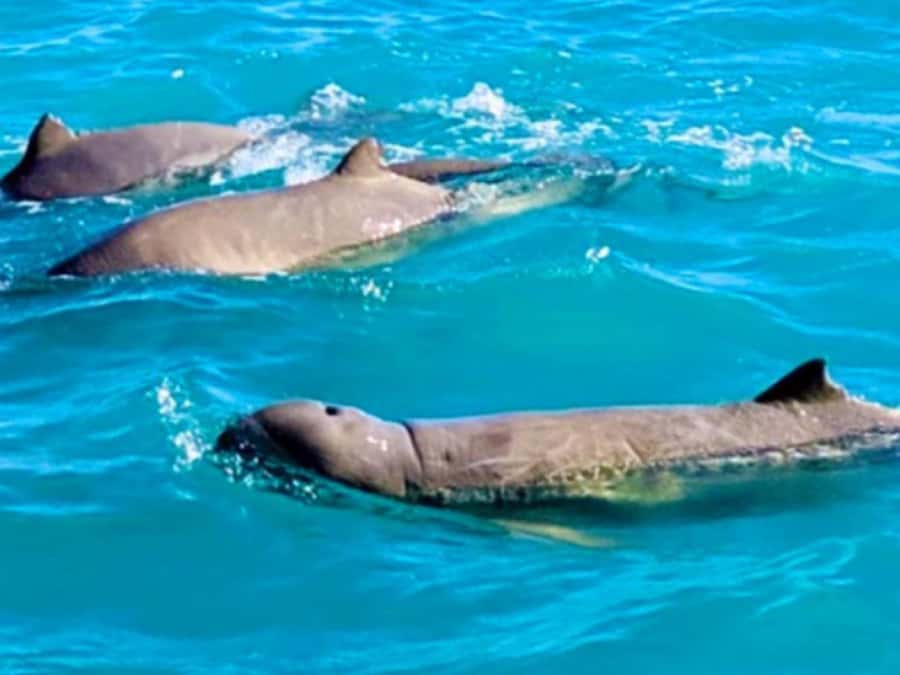 BROOME: SCENIC & PREHISTORIC CRUISE- Wine & Gourmet Platters - Why the dinosaur footprints are worth the trip