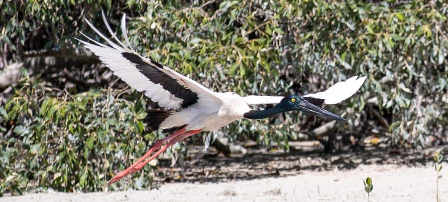 BROOME: SCENIC & PREHISTORIC CRUISE- Wine & Gourmet Platters - Safety first, then onto Brahminy Kite