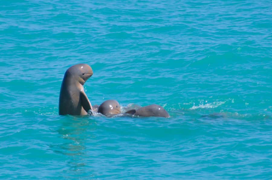 Broome: Snubfin Dolphin Cruises - What makes this Broome cruise special