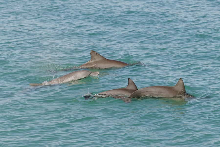 Broome: Snubfin Dolphin Cruises - How comfortable is the catamaran?