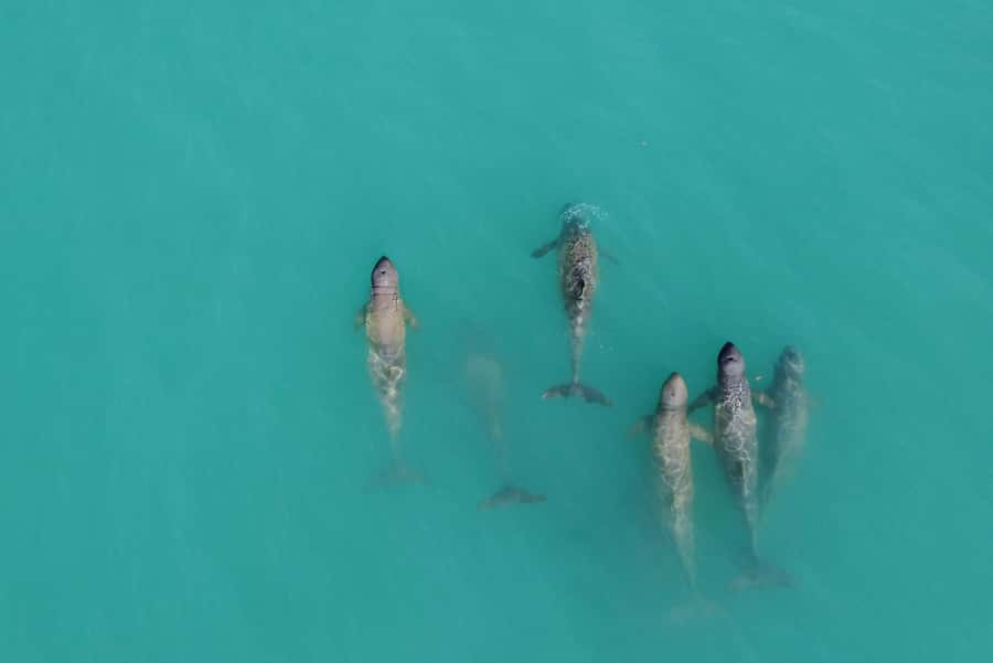 Broome: Snubfin Dolphin Cruises - A smooth morning from Broome to the boat