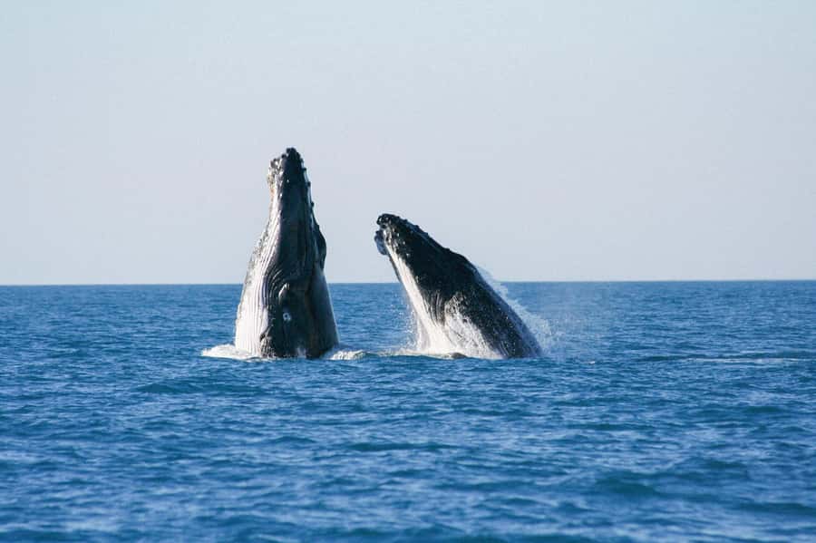 Broome: Whale Watching & Sunset Cruise - A Whale Cruise Built Around the Whole Afternoon