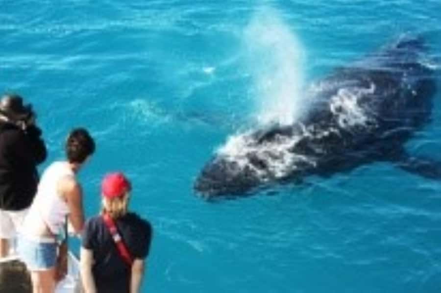 Broome: Whale Watching & Sunset Cruise - Leaving Broome by Amphibious Boat