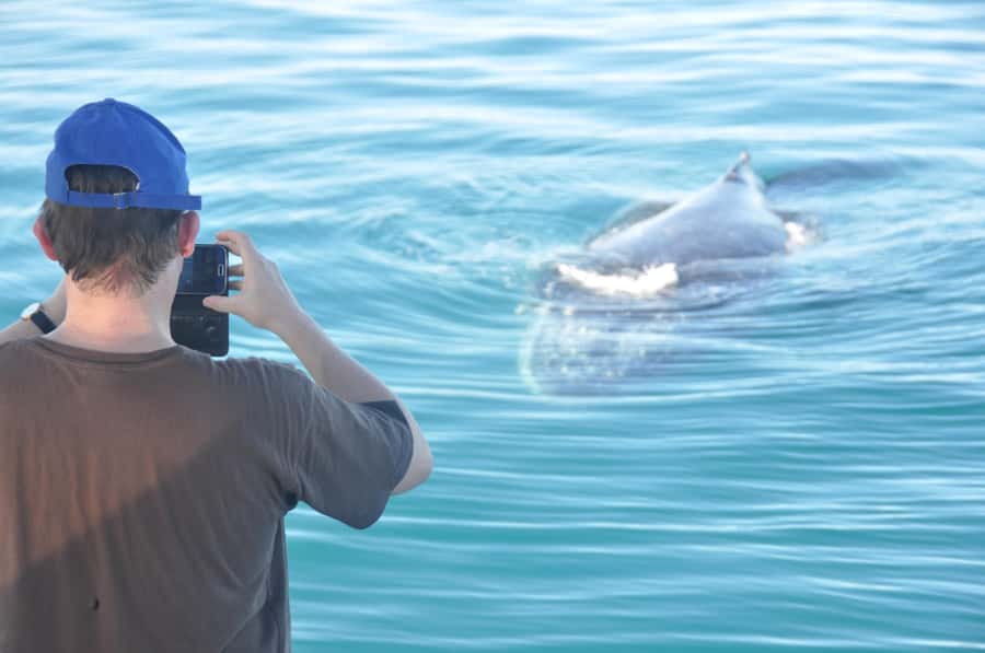 Broome: Whale Watching & Sunset Cruise - Three Hours Searching for Humpback Whales
