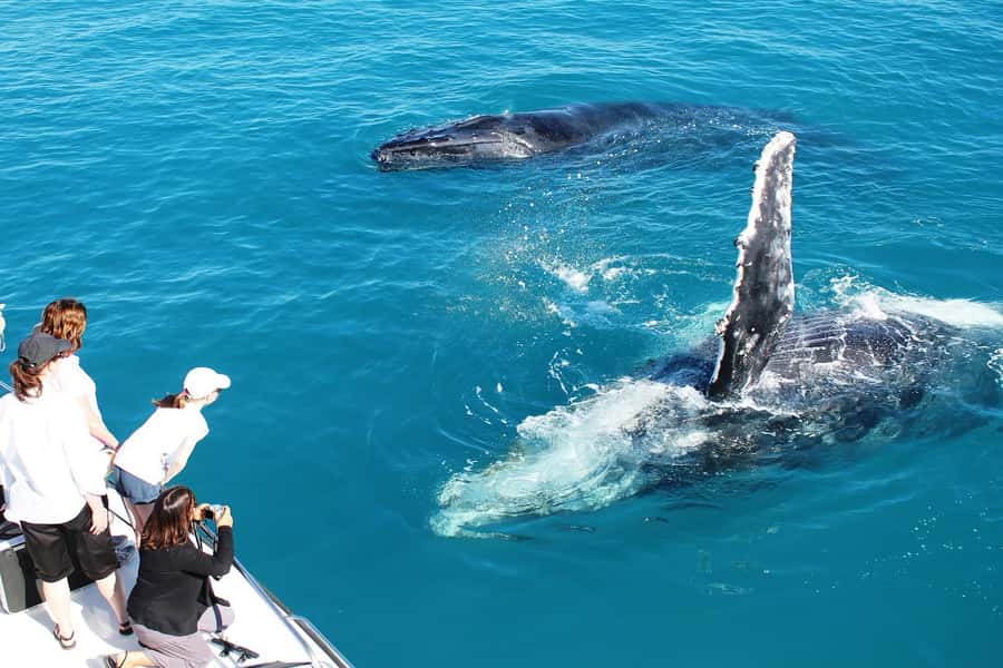 Broome: Whale Watching & Sunset Cruise - The 30-Minute Boom-Net Swim