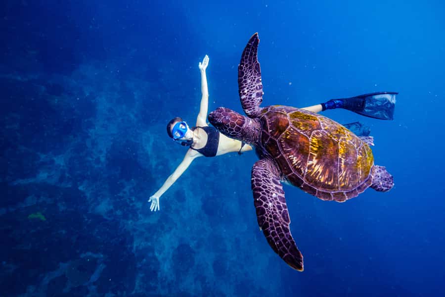 Brunswick Heads: Snorkelling in Byron Bay - Key points to know before booking