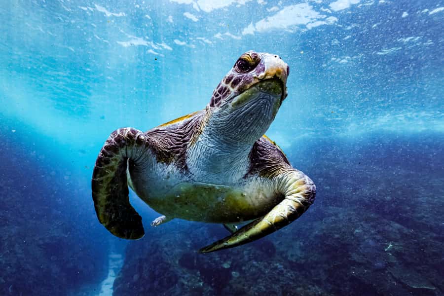 Brunswick Heads: Snorkelling in Byron Bay - Setting out from Brunswick Heads Boat Harbour