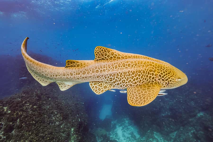 Brunswick Heads: Snorkelling in Byron Bay - Snorkelling with a naturalist guide