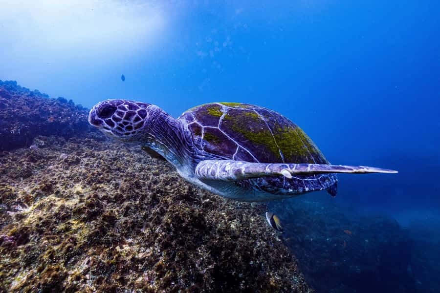 Brunswick Heads: Snorkelling in Byron Bay - What you can expect in the water
