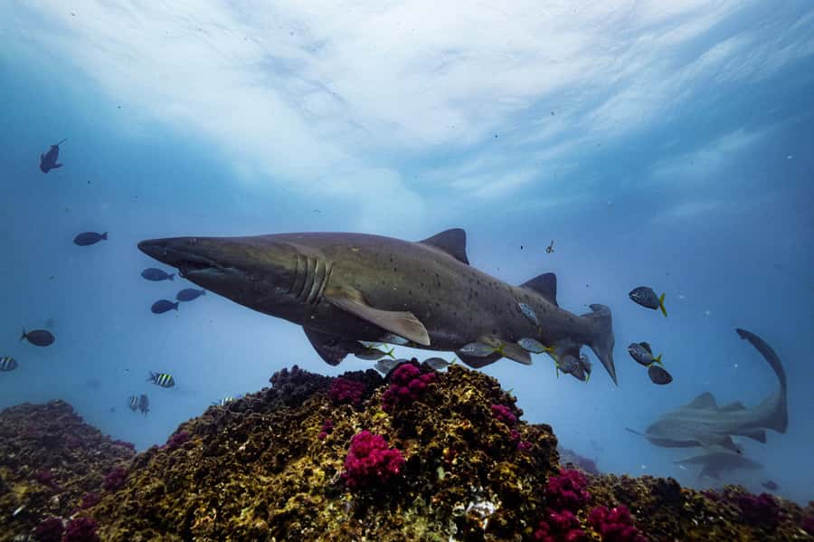 Brunswick Heads: Snorkelling in Byron Bay - The practical value of the $91 price