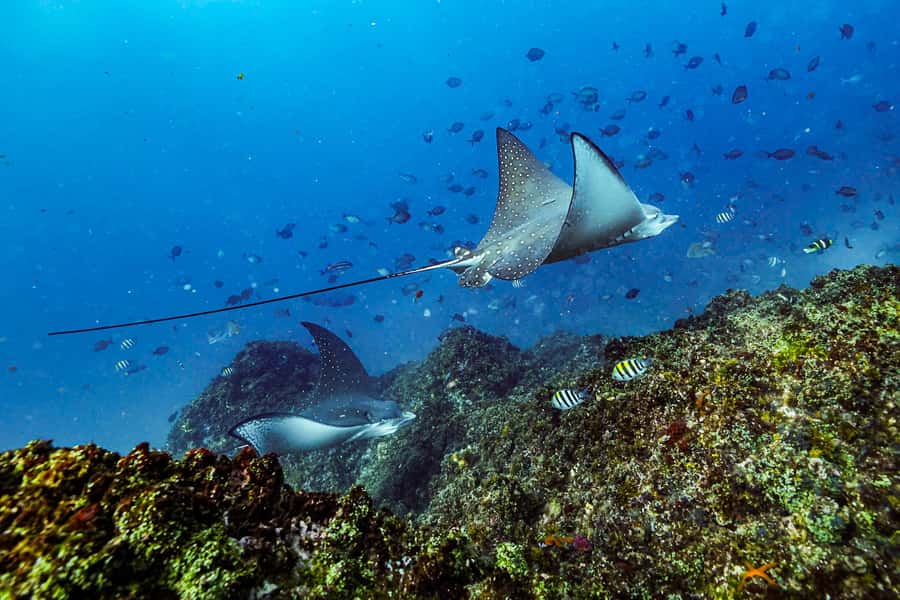 Brunswick Heads: Snorkelling in Byron Bay - Safety, fitness, and seasickness