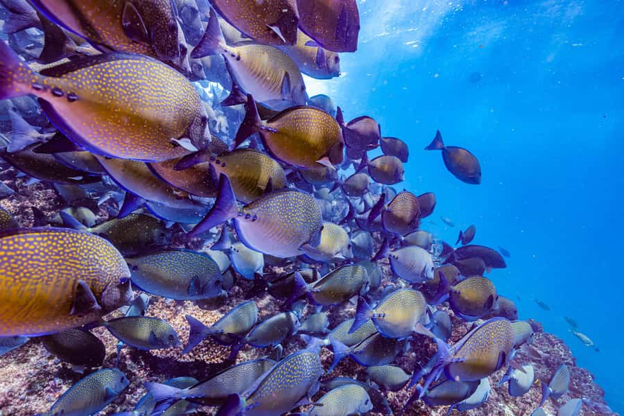 Brunswick Heads: Snorkelling in Byron Bay - Who will get the most from this outing