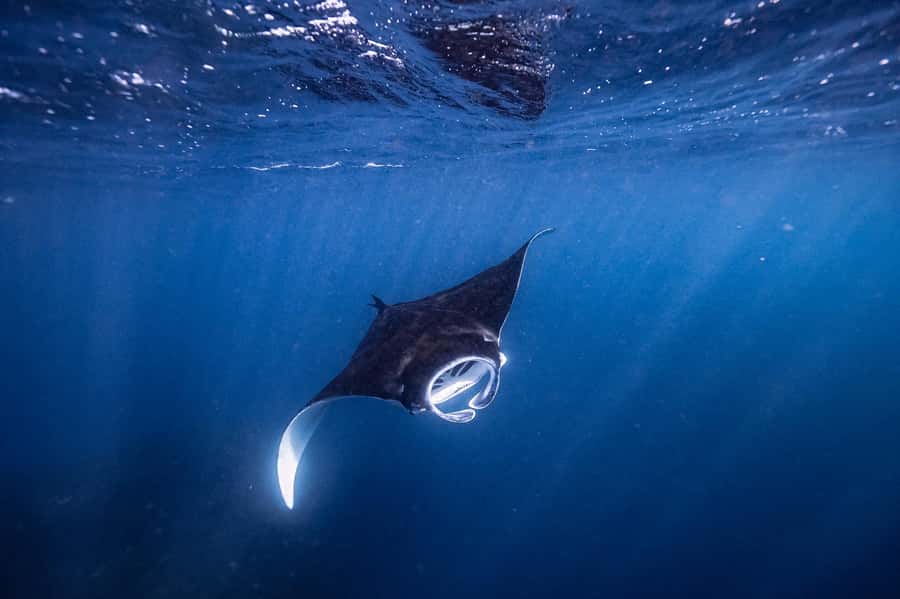 Brunswick Heads: Snorkelling in Byron Bay - Why Julian Rocks attracts so much sea life