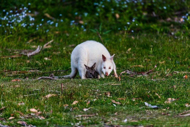 Bruny Island Traveller - Gourmet Tasting and Sightseeing Day Trip from Hobart - The Real Downsides to Consider