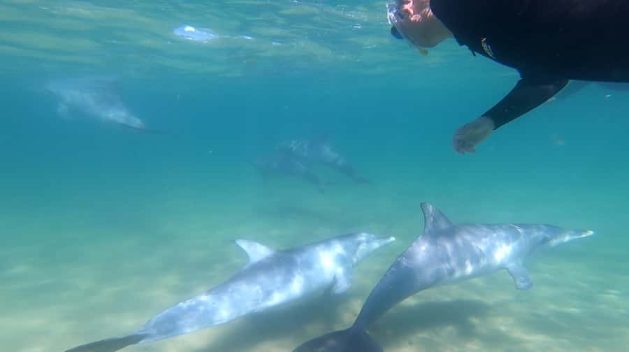 Bunbury: Swim with Dolphins Tour - Key points at a glance