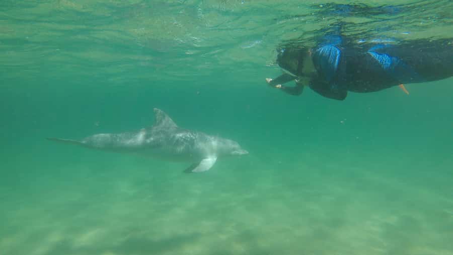 Bunbury: Swim with Dolphins Tour - Who will get the most from this tour