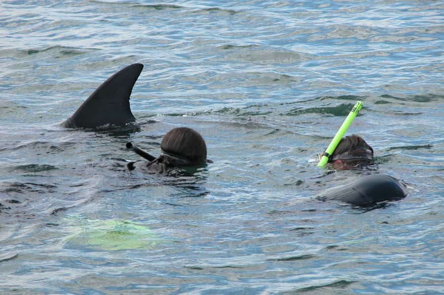 Bunbury: Swim with Dolphins Tour - Starting at the Dolphin Discovery Centre