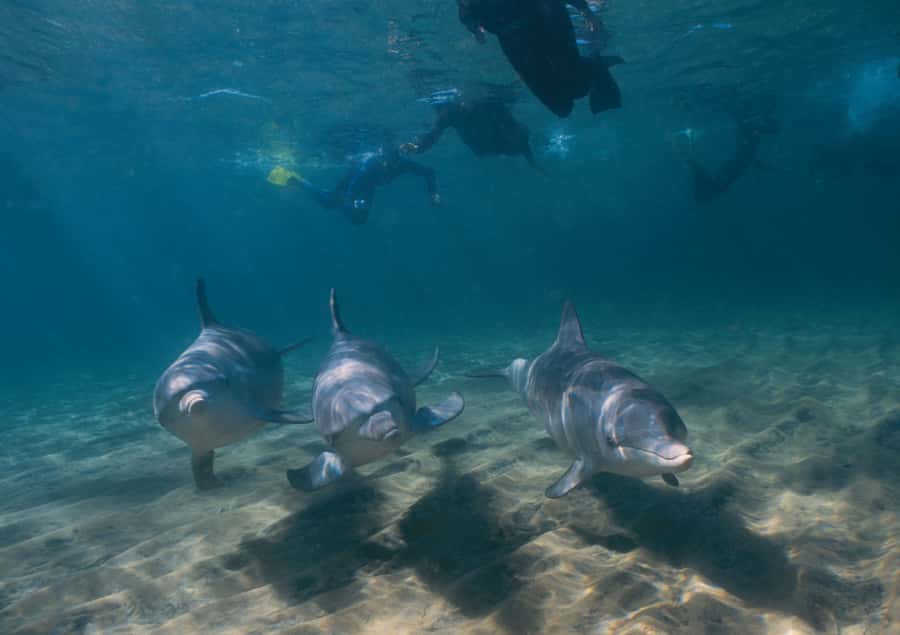 Bunbury: Swim with Dolphins Tour - The boat ride through the protected bay