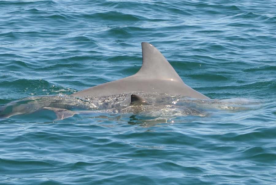 Bunbury: Swim with Dolphins Tour - Entering the water with wild bottlenose dolphins