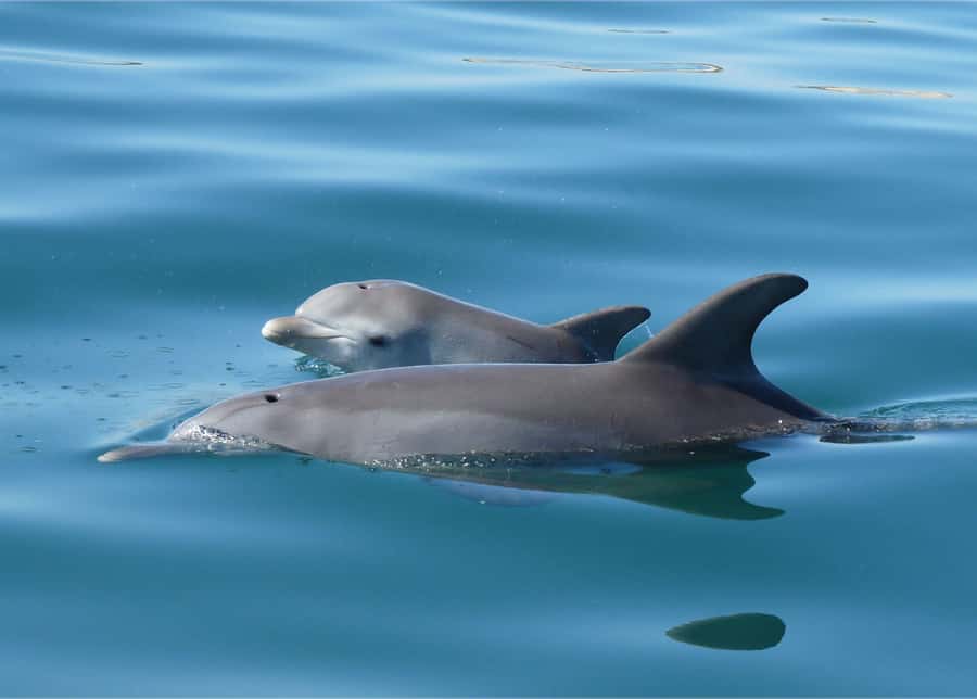 Bunbury: Swim with Dolphins Tour - What the dolphin encounter can feel like