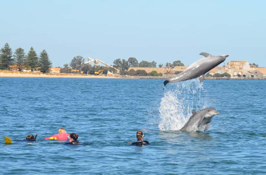 Bunbury: Swim with Dolphins Tour - Conservation is part of the four hours