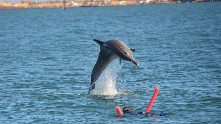 Bunbury: Swim with Dolphins Tour - What is included, and what you should bring