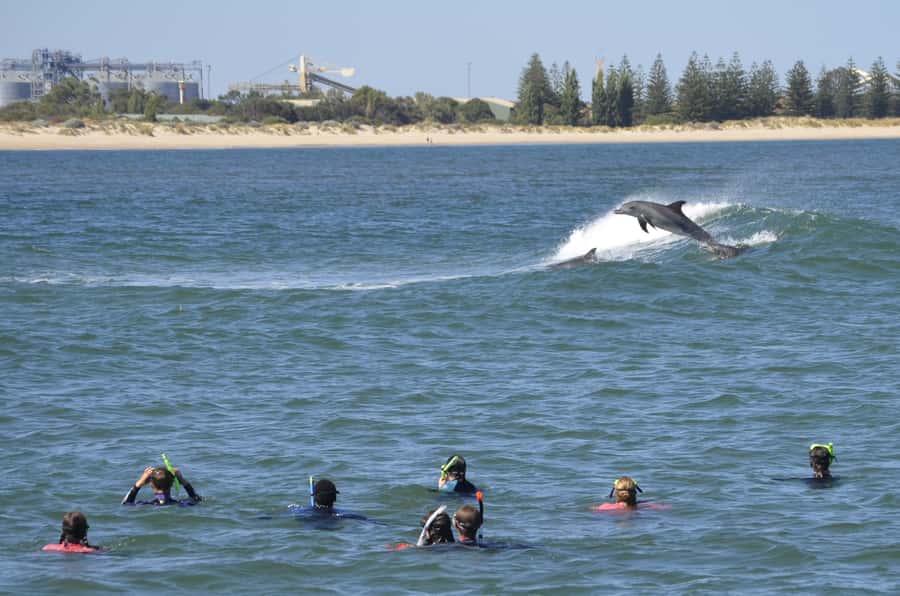 Bunbury: Swim with Dolphins Tour - Learning dolphin behavior before entering Koombana Bay