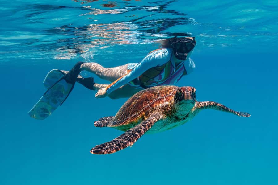 Bundaberg: Lady Musgrave Island and Great Barrier Reef Tour - Glass-bottom boat and underwater viewing