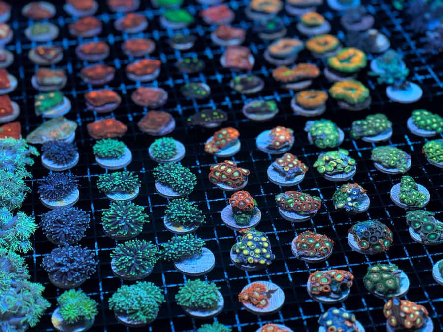 Bundaberg: Monsoon Aquatics Coral Farm Guided Tour - Practical details that affect your visit
