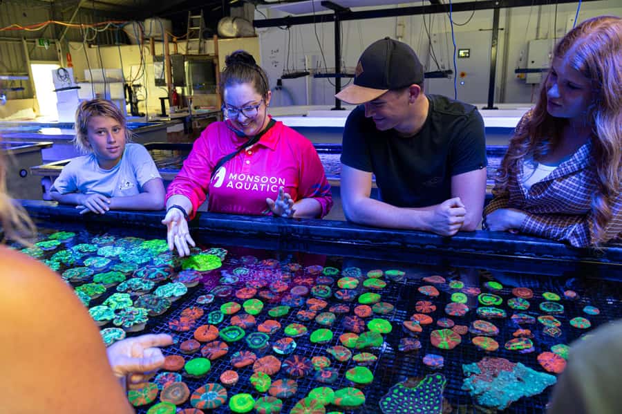 Bundaberg: Monsoon Aquatics Coral Farm Guided Tour - What the Monsoon Aquatics tour is really about