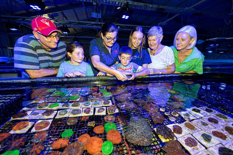 Bundaberg: Monsoon Aquatics Coral Farm Guided Tour - Seeing 70,000 corals up close