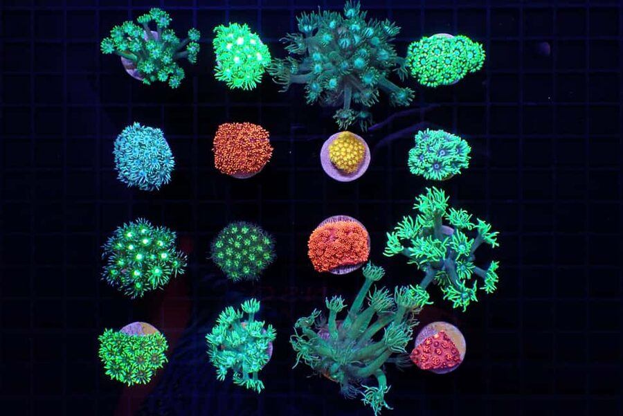 Bundaberg: Monsoon Aquatics Coral Farm Guided Tour - How the farm supports reef restoration