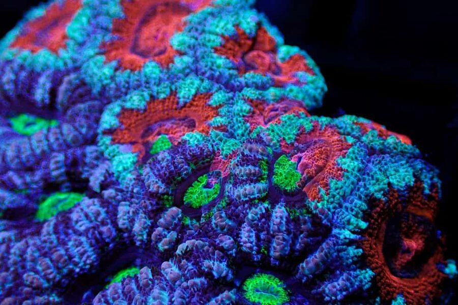 Bundaberg: Monsoon Aquatics Coral Farm Guided Tour - Ending with clownfish and reef favourites