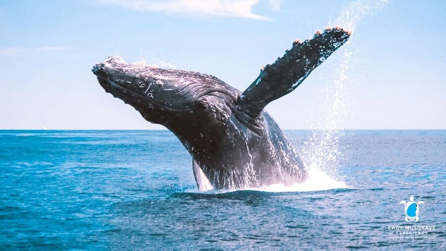 Bundaberg: Whale Watching Sightseeing Cruise with Lunch - Key points to know before you book
