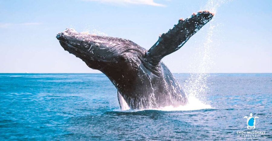 Bundaberg: Whale Watching Sightseeing Cruise with Lunch - Finding the first whale offshore