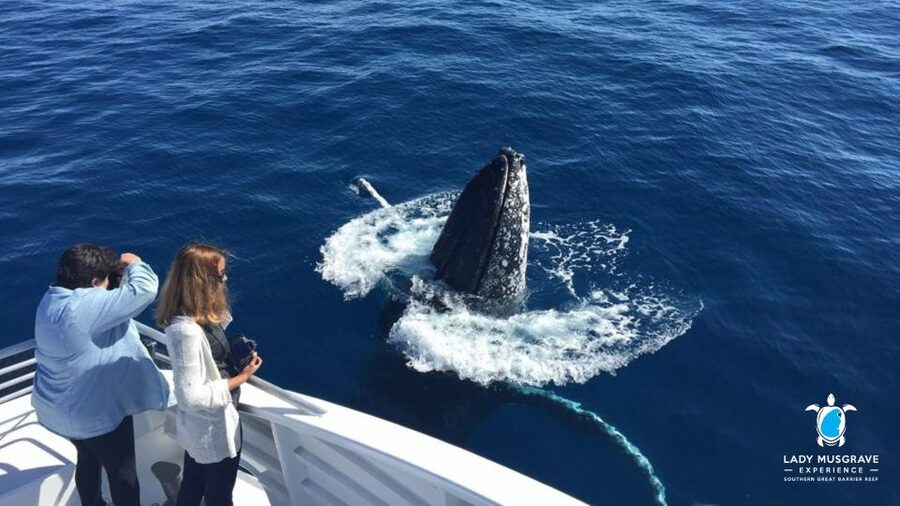 Bundaberg: Whale Watching Sightseeing Cruise with Lunch - Who will enjoy this cruise most