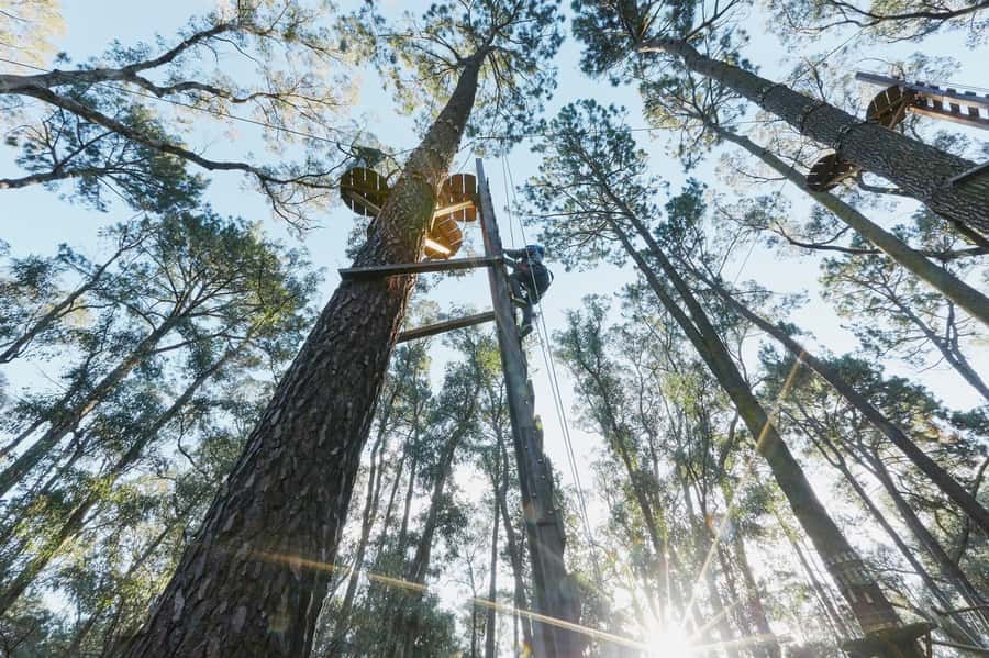 Busselton: Forest Adventure with Zip Lining and Rope Course - A good fit for families, adults, and first-timers