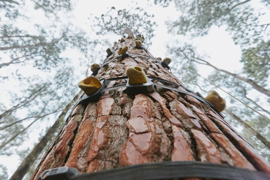Busselton: Forest Adventure with Zip Lining and Rope Course - Photos, timing, and the two-hour question