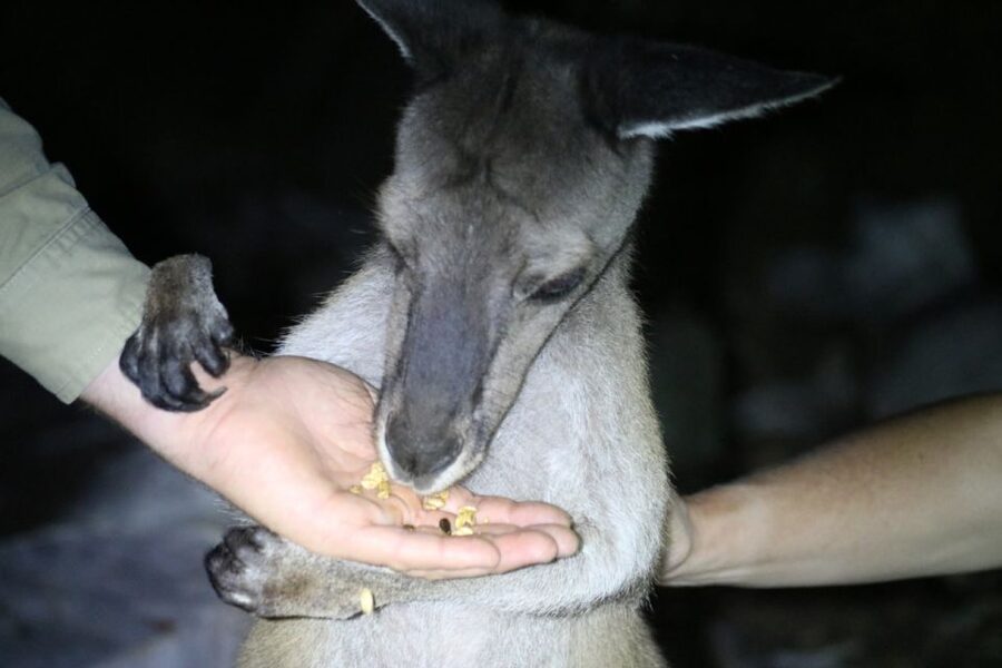 Busselton: Nocturnal Animal Tour - Key points to know before you book
