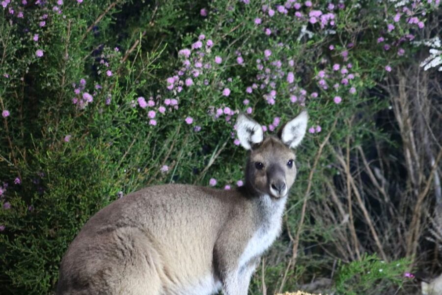 Busselton: Nocturnal Animal Tour - Walking into Yelverton Brook after dark