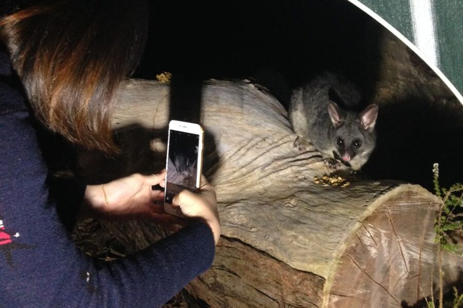 Busselton: Nocturnal Animal Tour - Watching kangaroos, quendas, and possums