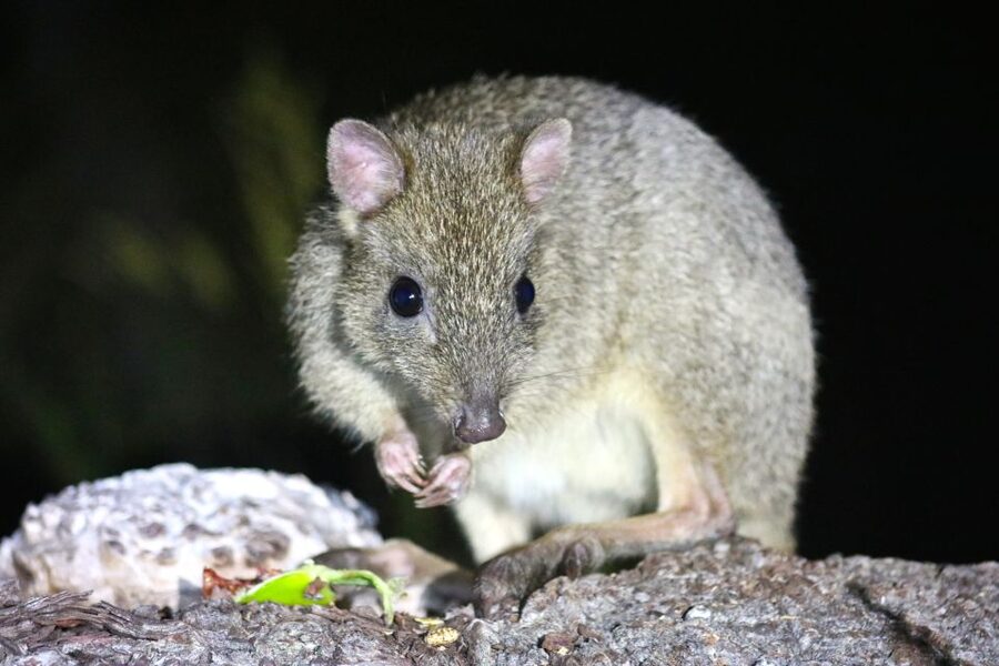 Busselton: Nocturnal Animal Tour - Ryan and Mick make the natural history easy to follow